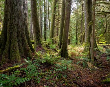 Save America’s Oldest Forests