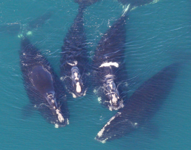 Save the Whales