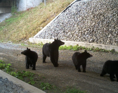 Wildlife Crossings
